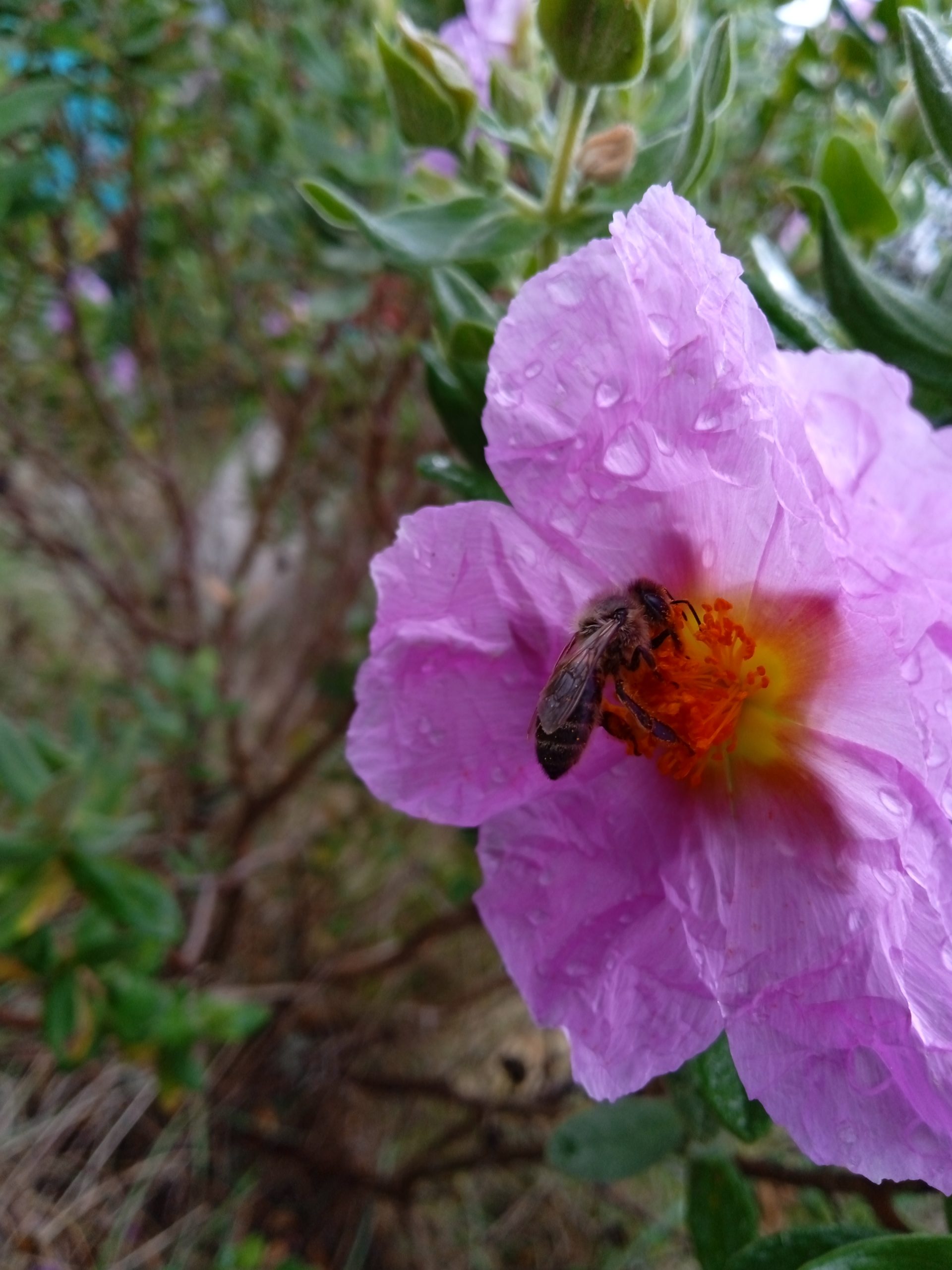 Abeille